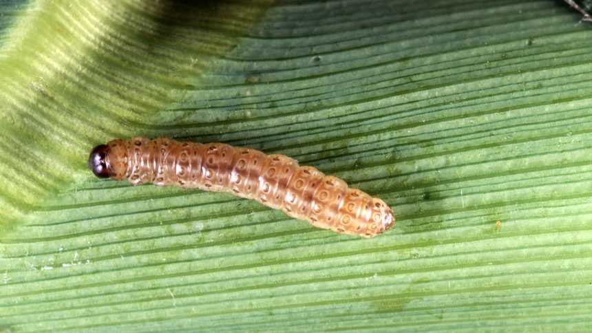 Seed Variety Choices, Cold Tame Pests
