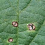 Frogeye leaf spot