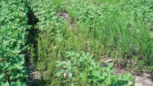 Marestail 18-24 inches infests cotton field