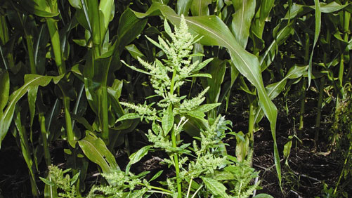 Weed Science Society Of America Presents 2015 Award Winners