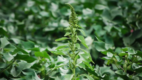 Palmer pigweed seedhead in cotton