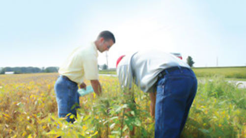 Scouting for weeds