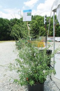 Waterhemp