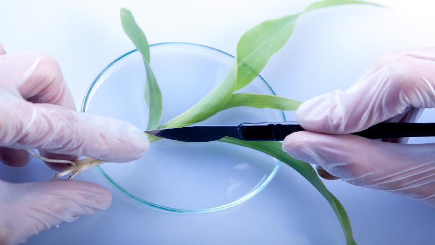 Plant Tissue Analysis Is Good Medicine For Crops