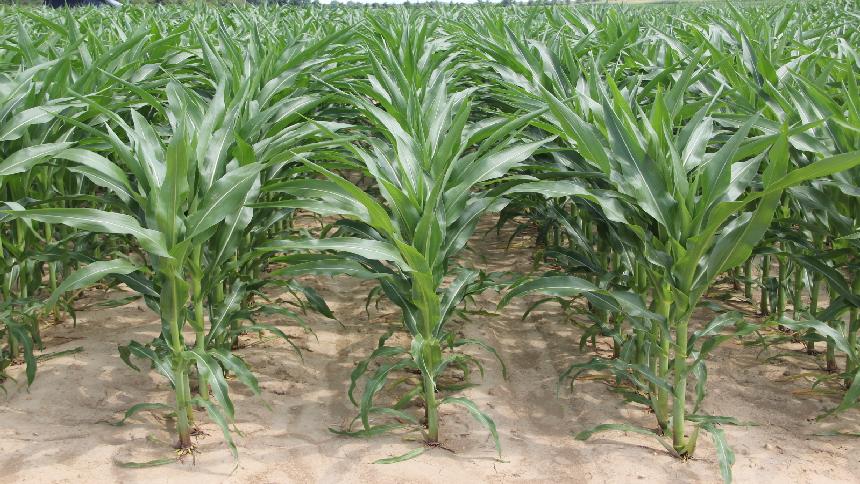 OSU: Troubleshooting Emergence Is Key For Corn