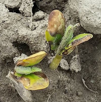 ISU: ‘Halo Effect’ From ILeVO Soybean Seed Treatment Doesn’t Result In Yield Loss
