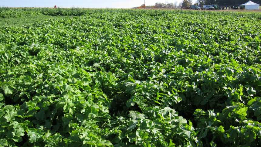 Cover Crops Guide Helps Growers Improve Water Quality