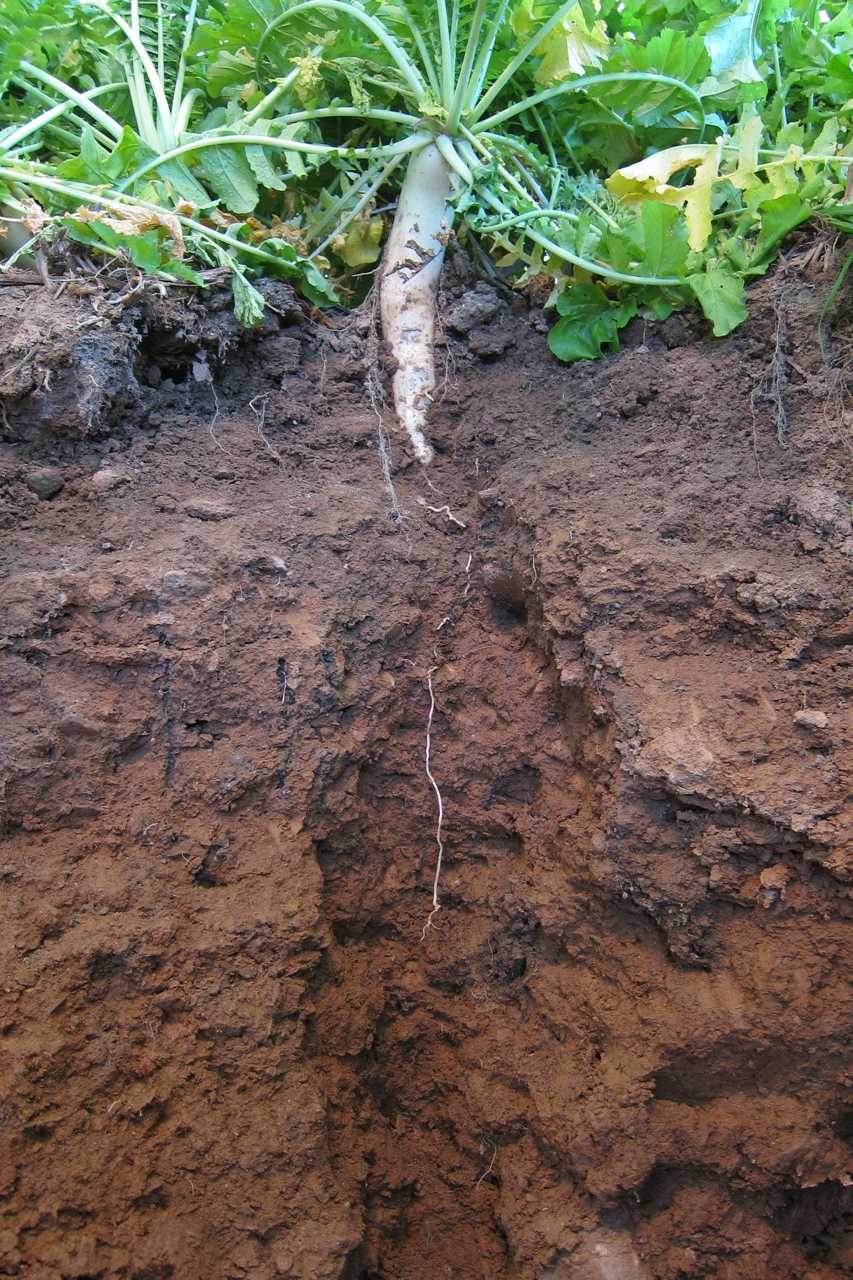 The National Working Group On Cover Crops And Soil Health Completes Recommendations Report
