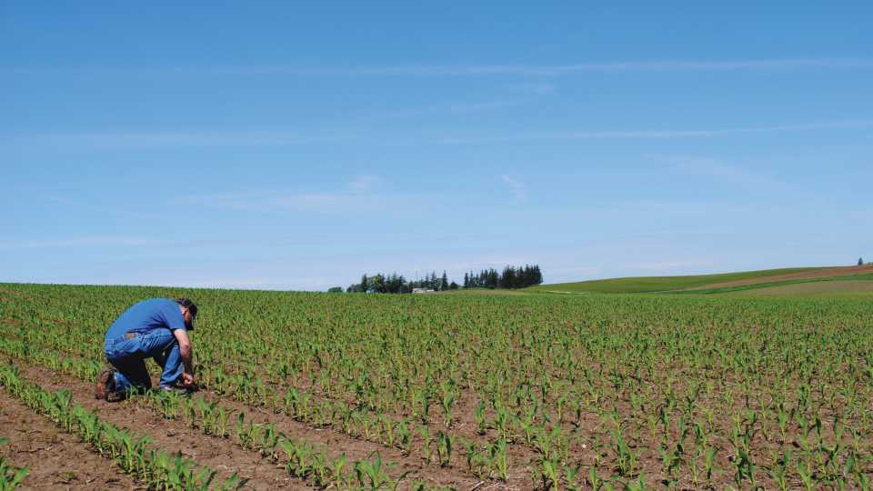Certified Crop Advisor in field