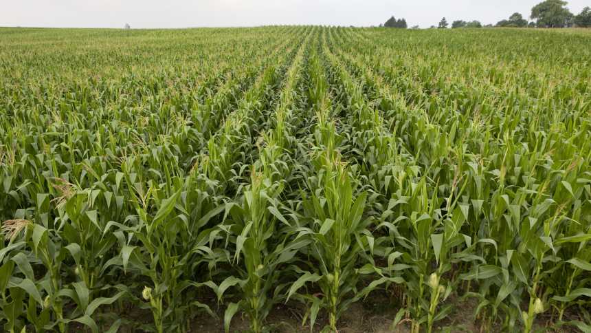 Marrone Bio Innovations’ SVP And Chief Sustainability Officer Elected To The Biopesticide Industry Alliance Board