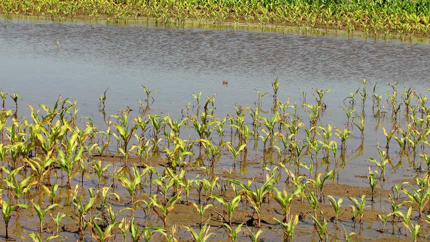 Delaying The Fertilizer Decision