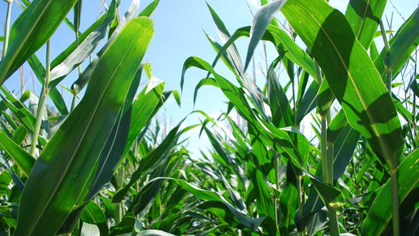 The Financial Shape Of Agriculture