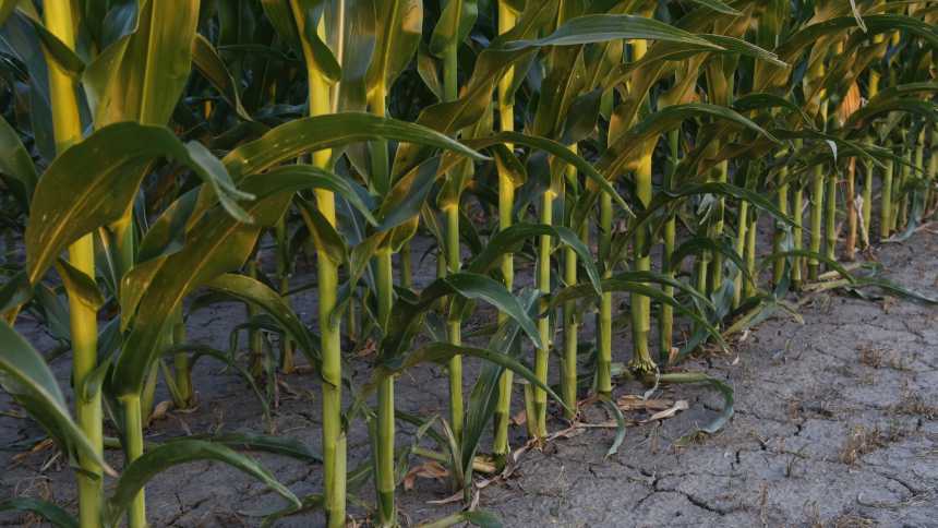Monsanto: Syngenta Not The Only Horse In Crop Protection Acquisition Race