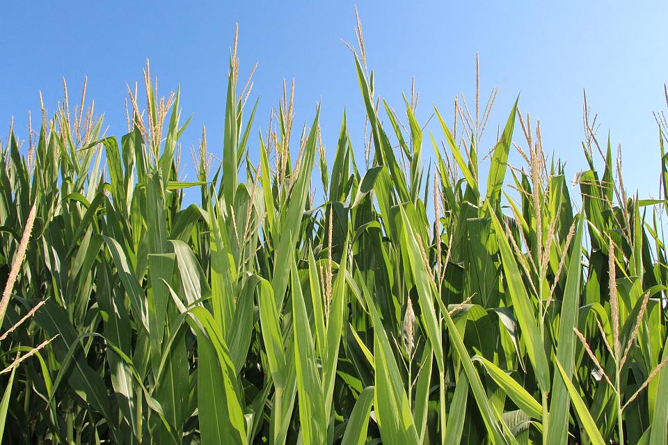 Hurricane Dorian Threatens Crops, Energy Infrastructure in Carolinas