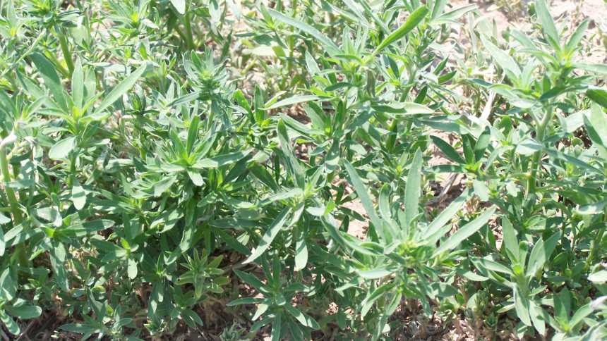 WSSA Survey Shows an Urgent Need for New Weed Control Strategies