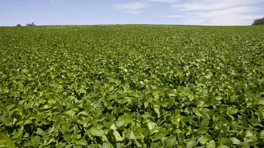 Soybean Field