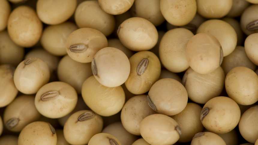 Biological Seed Treatment Market Worth $560.98 Million By 2019