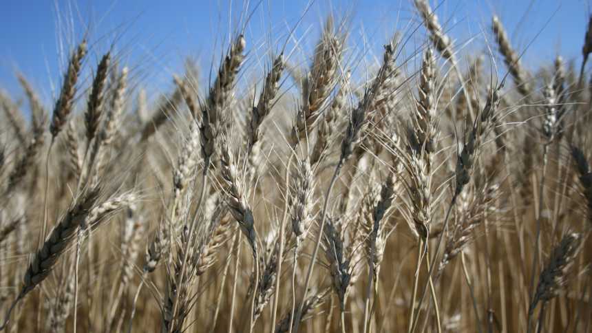 Consumer Sentiment Toward Agriculture Changing for the Better