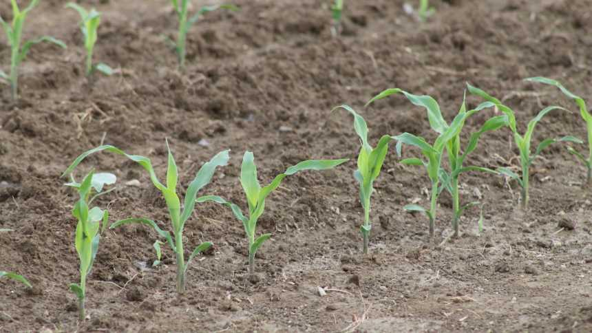 Nitrogen, Soil Health, and the Path to Crop Success: Connecting Nutrient Efficiency and the Bottom Line