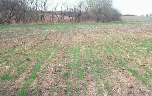 The Importance Of Wheat Seed Treatments