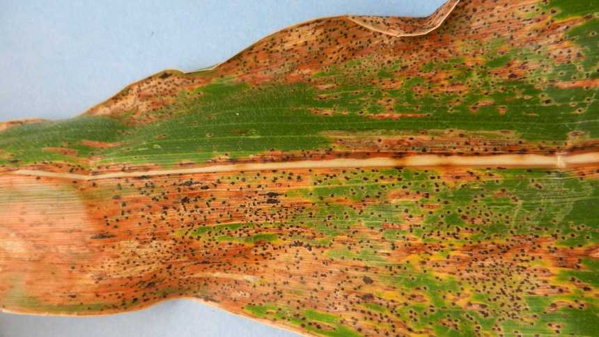 New Corn Disease Confirmed In U.S.