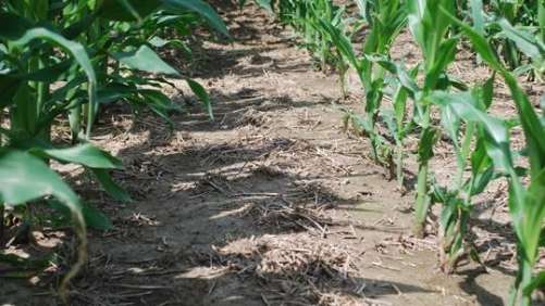Acuron Herbicide Corn field