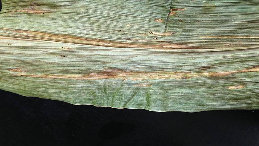 University of Illinois-Extension, Corn, Disease