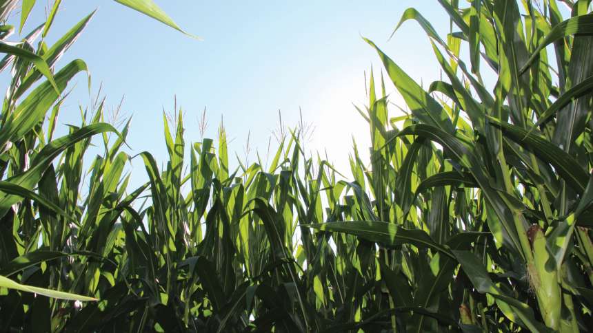 Challenging Global Economic Conditions Putting More Heat On U.S. Ag Retailers