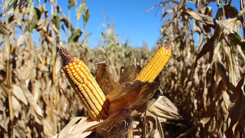 360 Yield Center: Tips For Fall N Application Season