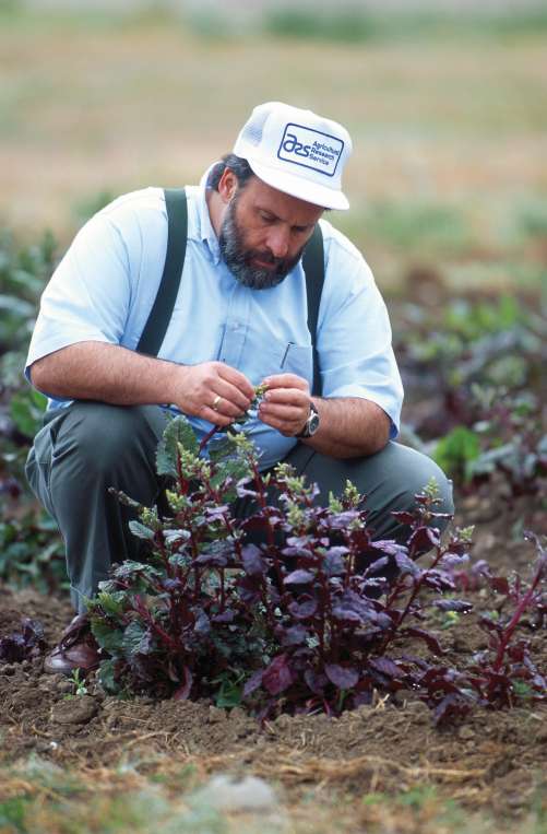 USDA Geneticist checks Rhizoctonia root rot-resistant sugarbeets