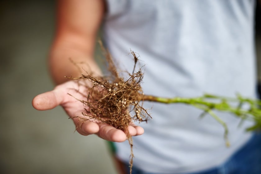 Gene Discovery Could Guard Against Soybean Cyst Nematodes