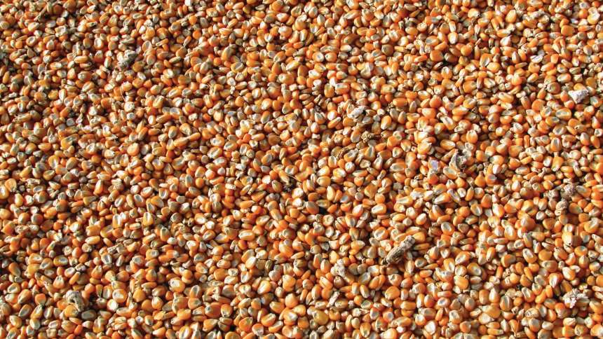 Seed Testing: Ensuring It Is What You Think It Is