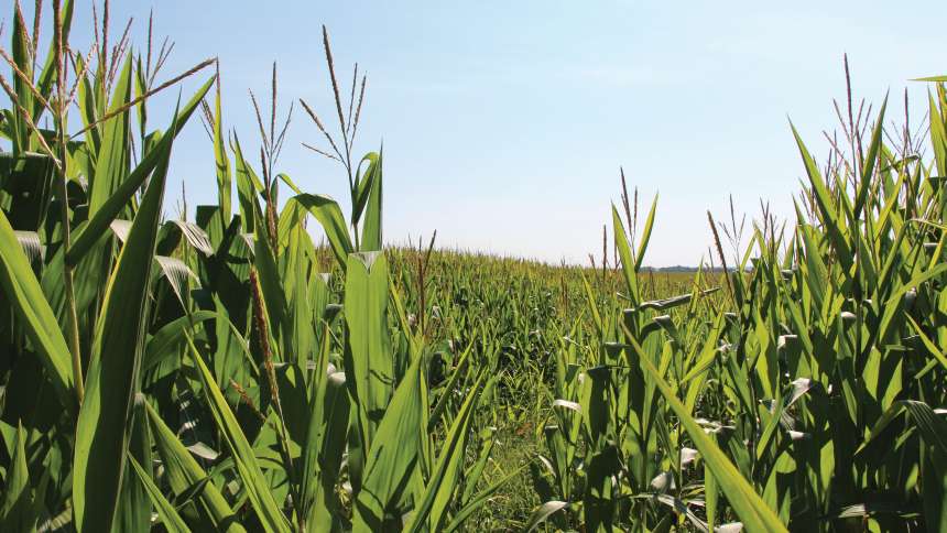 Corn close up