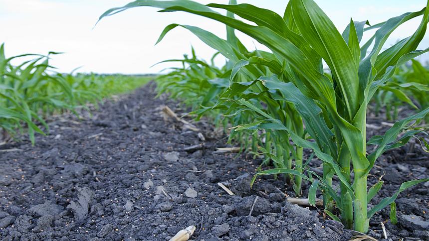 Irrigation Research Foundation Research Points To 10 Bushel Advantage With NutriSphere-N