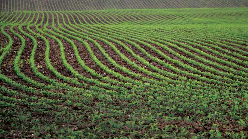 The Biotech Crop Use Divide