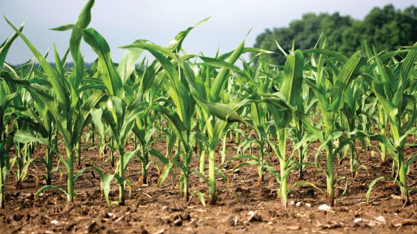 AgroLiquid Introduces springuP Liquid Phosphorus Fertilizer