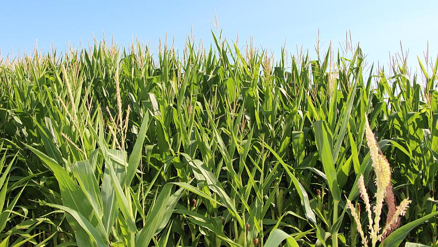Defend Trade Secrets Act’s Impact On Agribusiness