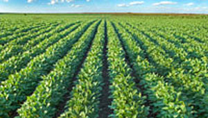 Aligned Ag Distributors Names New VP Market Development