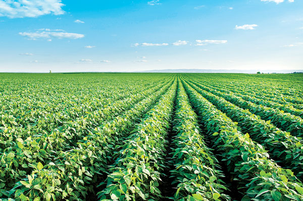HELM AGRO Launches New HELM Sulfentrazone 4F Herbicide