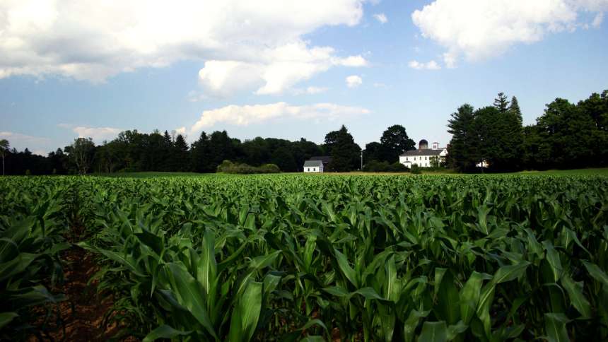 Understanding Nutrient Requirements For High-Yielding Corn