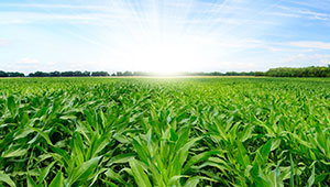 FMC Agricultural Solutions Appoints New Global Regulatory Affairs Director