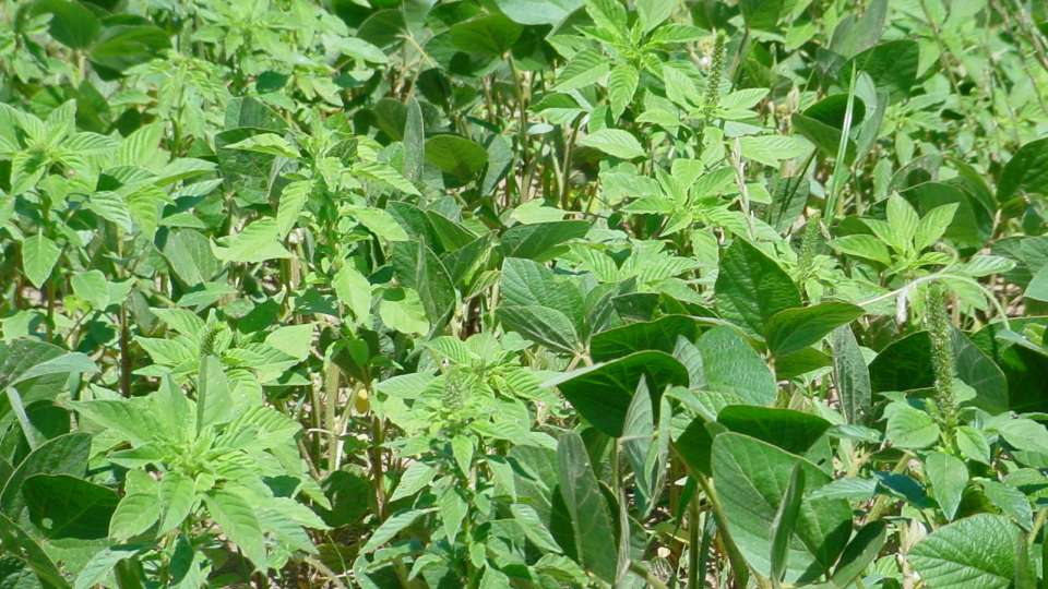 Top 5 Ways Pigweed Spreads – And What You Can Do About It