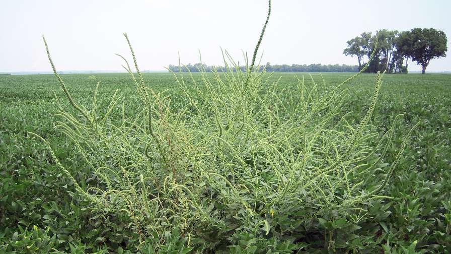 3 Weed Control Trends to Watch in 2018