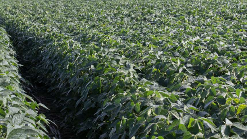 HELM Agro US Acquires EXTREME Herbicide From BASF