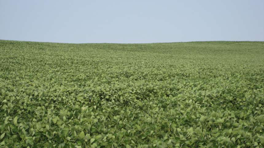 Soybean Field