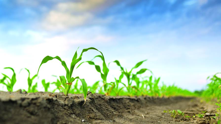 New Leaf Symbiotics Snags Former Monsanto Microbials Leader