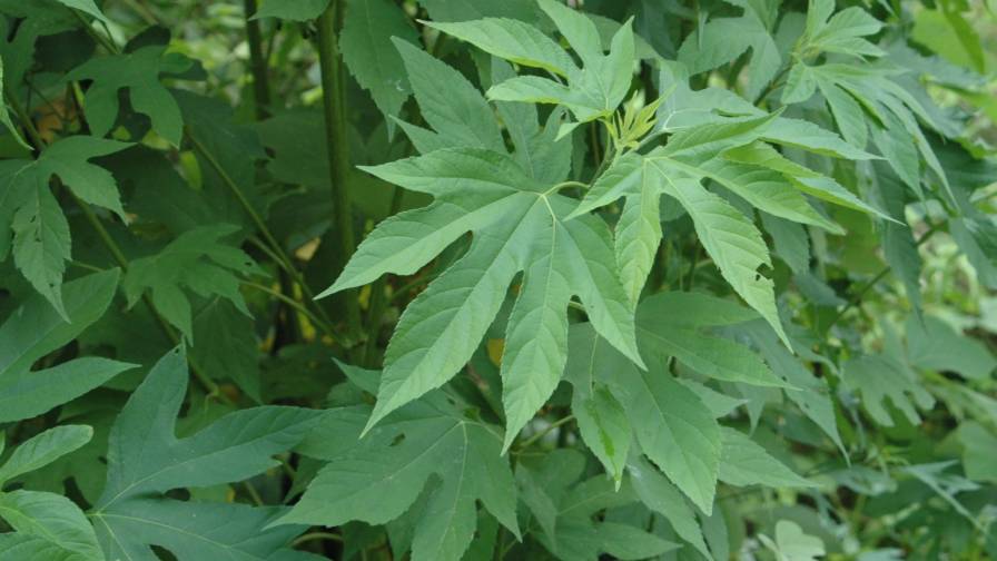 What To Do When Herbicide Resistance Is Confirmed