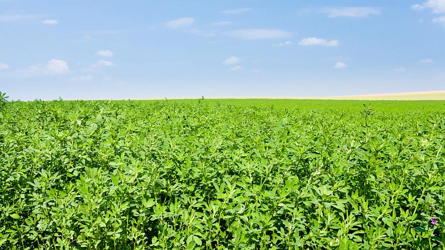 Linex Herbicide Gains Label Expansion for Alfalfa Use in 2026