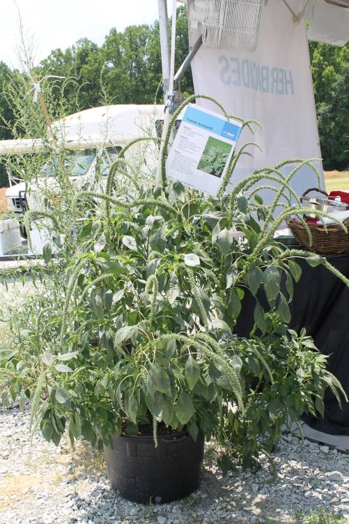 Palmer amaranth