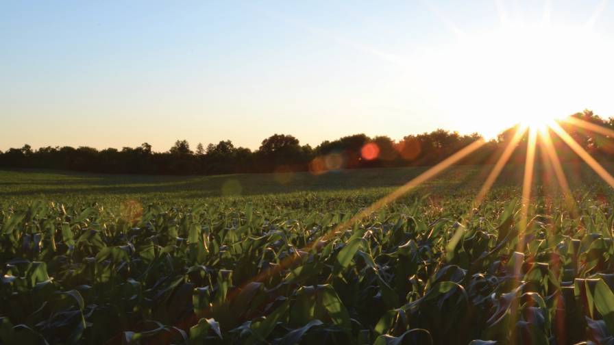 Micronutrients 2016: Market Updates From Key Suppliers